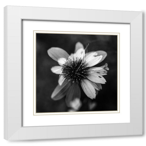 A New Flower Square BW White Modern Wood Framed Art Print with Double Matting by Malone, Will