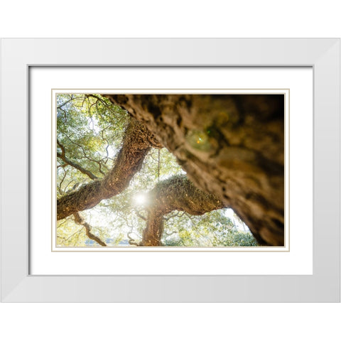 Big Oak 8 White Modern Wood Framed Art Print with Double Matting by Malone, Will