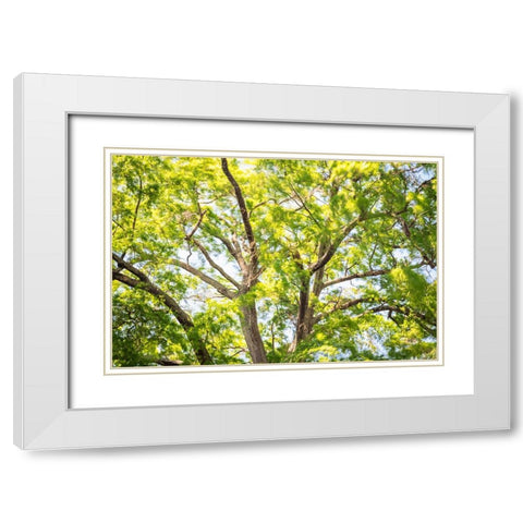 Blowing Leaves White Modern Wood Framed Art Print with Double Matting by Malone, Will
