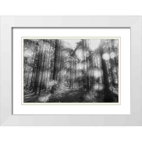 Blurry Forest BW White Modern Wood Framed Art Print with Double Matting by Malone, Will