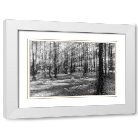 Blurry Forest 2 BW White Modern Wood Framed Art Print with Double Matting by Malone, Will
