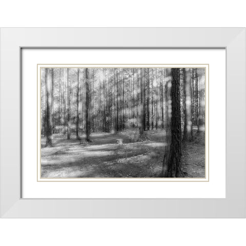 Blurry Forest 2 BW White Modern Wood Framed Art Print with Double Matting by Malone, Will