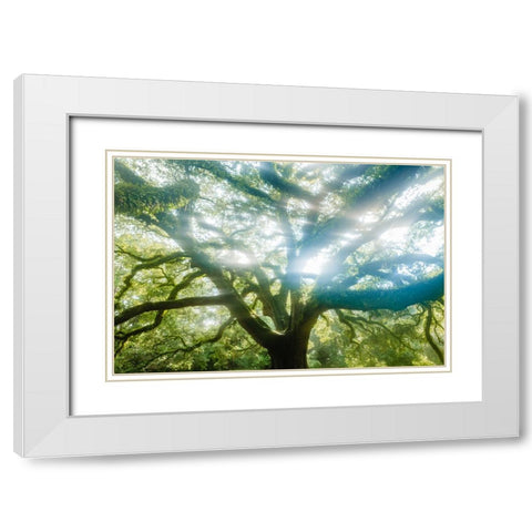 Dream Tree 2 White Modern Wood Framed Art Print with Double Matting by Malone, Will