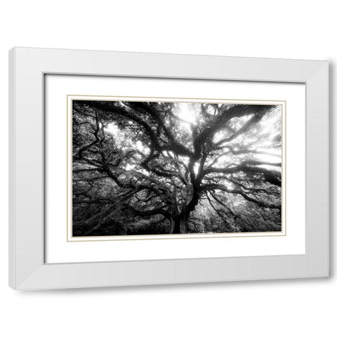 Dream Tree Monochrome White Modern Wood Framed Art Print with Double Matting by Malone, Will