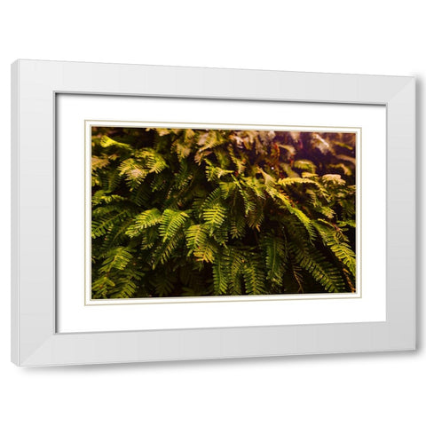 Fern White Modern Wood Framed Art Print with Double Matting by Malone, Will
