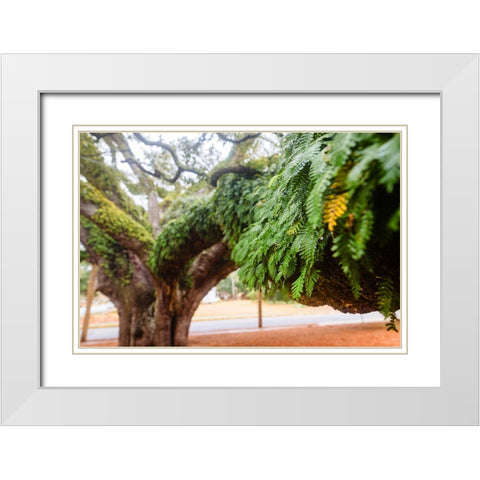 Fern 2 White Modern Wood Framed Art Print with Double Matting by Malone, Will