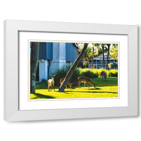 Fripp Deer White Modern Wood Framed Art Print with Double Matting by Malone, Will
