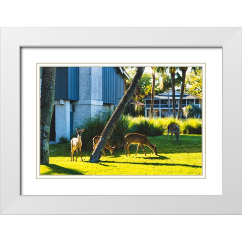 Fripp Deer White Modern Wood Framed Art Print with Double Matting by Malone, Will