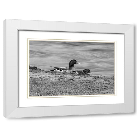 Monochrome Duck 3 White Modern Wood Framed Art Print with Double Matting by Malone, Will