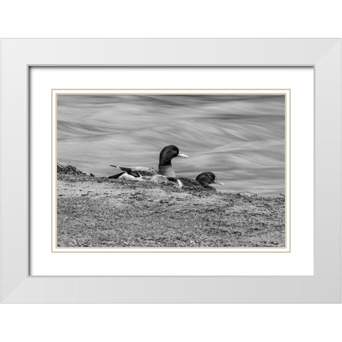 Monochrome Duck 3 White Modern Wood Framed Art Print with Double Matting by Malone, Will