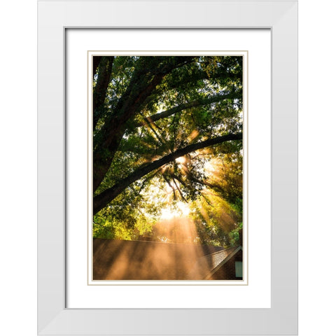 Morning Sunlight White Modern Wood Framed Art Print with Double Matting by Malone, Will