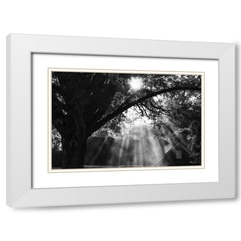 Morning Sunlight BW White Modern Wood Framed Art Print with Double Matting by Malone, Will