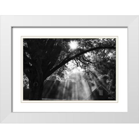 Morning Sunlight BW White Modern Wood Framed Art Print with Double Matting by Malone, Will