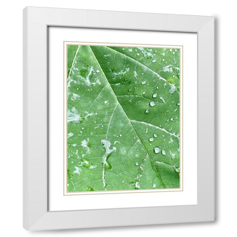 RainVein White Modern Wood Framed Art Print with Double Matting by Malone, Will