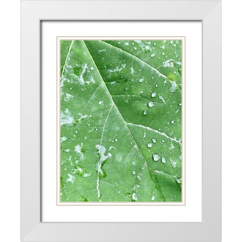 RainVein White Modern Wood Framed Art Print with Double Matting by Malone, Will