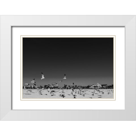 Seagulls 3 White Modern Wood Framed Art Print with Double Matting by Malone, Will
