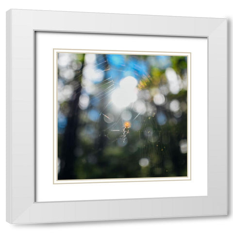 Spider Sunset White Modern Wood Framed Art Print with Double Matting by Malone, Will