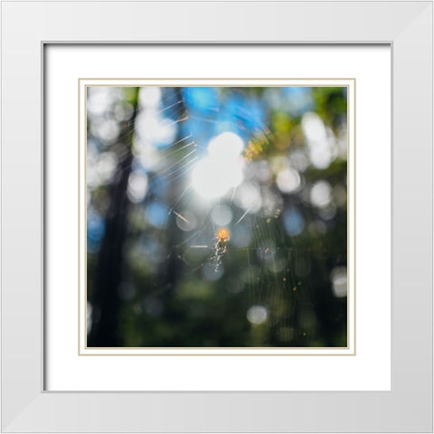 Spider Sunset White Modern Wood Framed Art Print with Double Matting by Malone, Will
