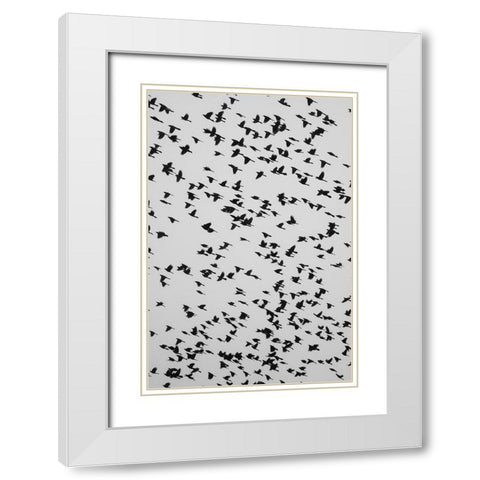 The Birds 2 White Modern Wood Framed Art Print with Double Matting by Malone, Will