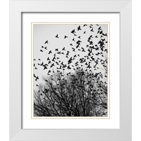 The Birds 3 White Modern Wood Framed Art Print with Double Matting by Malone, Will