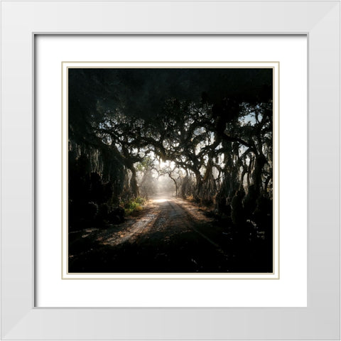 Road in the Woods 3 White Modern Wood Framed Art Print with Double Matting by Screendoor