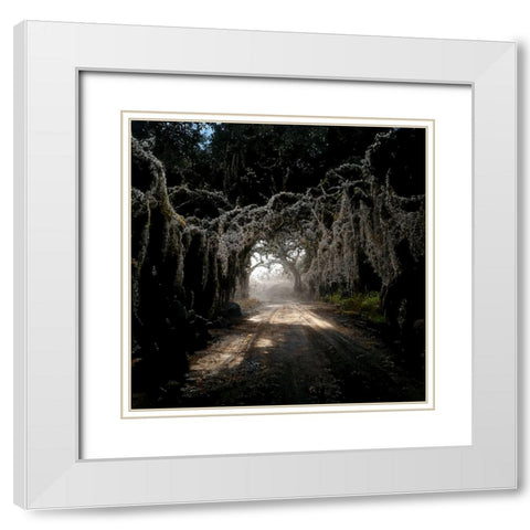 Road in the Woods 4 White Modern Wood Framed Art Print with Double Matting by Screendoor