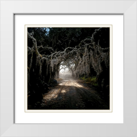 Road in the Woods 4 White Modern Wood Framed Art Print with Double Matting by Screendoor