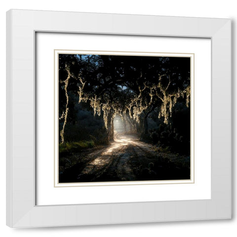 Road in the Woods 7 White Modern Wood Framed Art Print with Double Matting by Screendoor