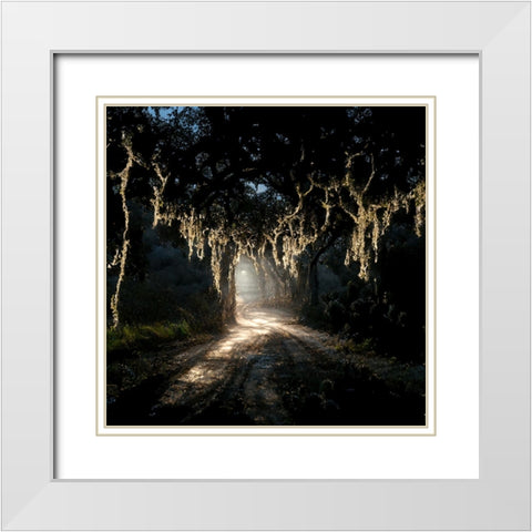 Road in the Woods 7 White Modern Wood Framed Art Print with Double Matting by Screendoor