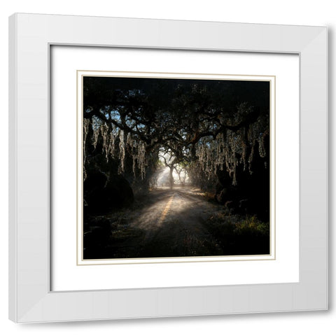 Road in the Woods 8 White Modern Wood Framed Art Print with Double Matting by Screendoor