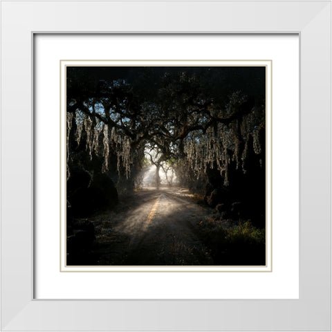 Road in the Woods 8 White Modern Wood Framed Art Print with Double Matting by Screendoor