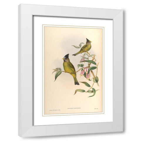 Spizixos Canifrons White Modern Wood Framed Art Print with Double Matting by CAG