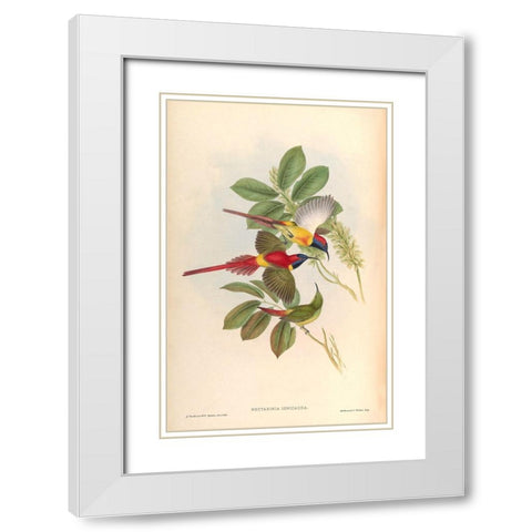 Nectarinia Ignicauda White Modern Wood Framed Art Print with Double Matting by CAG