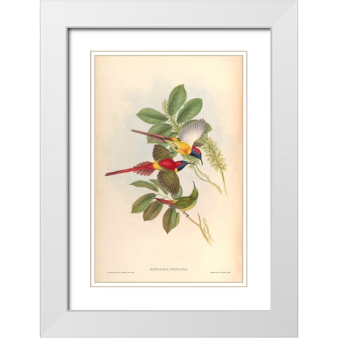 Nectarinia Ignicauda White Modern Wood Framed Art Print with Double Matting by CAG