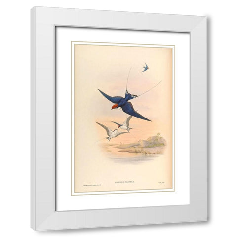 Hirundo Filifera White Modern Wood Framed Art Print with Double Matting by CAG