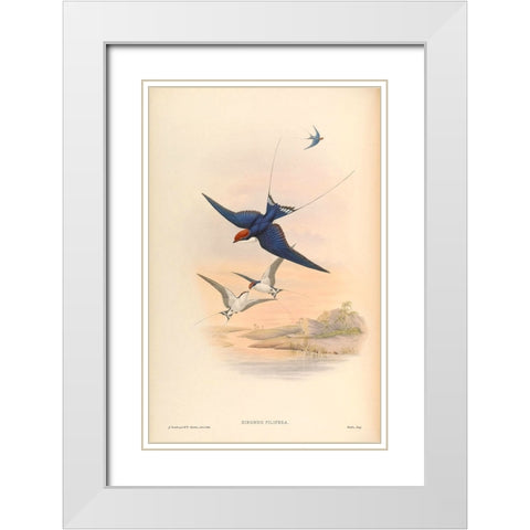 Hirundo Filifera White Modern Wood Framed Art Print with Double Matting by CAG