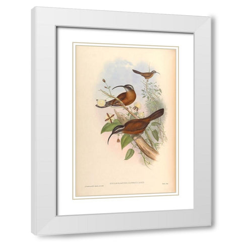 Xiphorhamphus Superciliaris White Modern Wood Framed Art Print with Double Matting by CAG