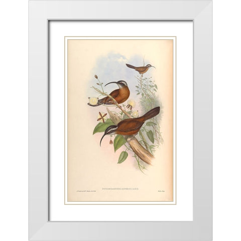 Xiphorhamphus Superciliaris White Modern Wood Framed Art Print with Double Matting by CAG