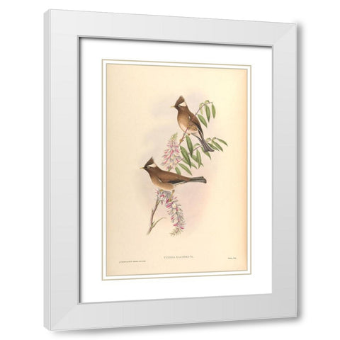 Yuhina Diademata White Modern Wood Framed Art Print with Double Matting by CAG