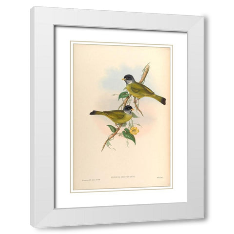 Spizixos Semitorques White Modern Wood Framed Art Print with Double Matting by CAG