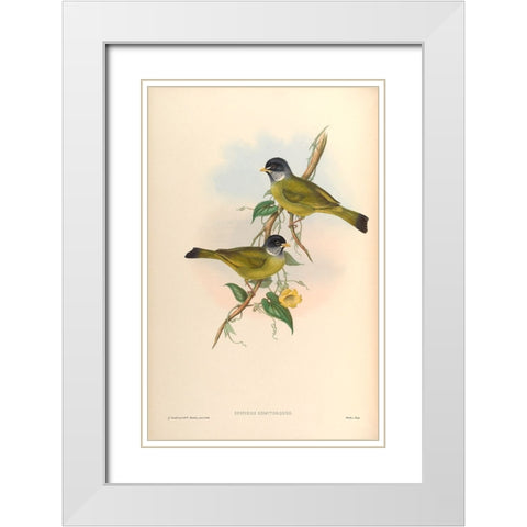 Spizixos Semitorques White Modern Wood Framed Art Print with Double Matting by CAG