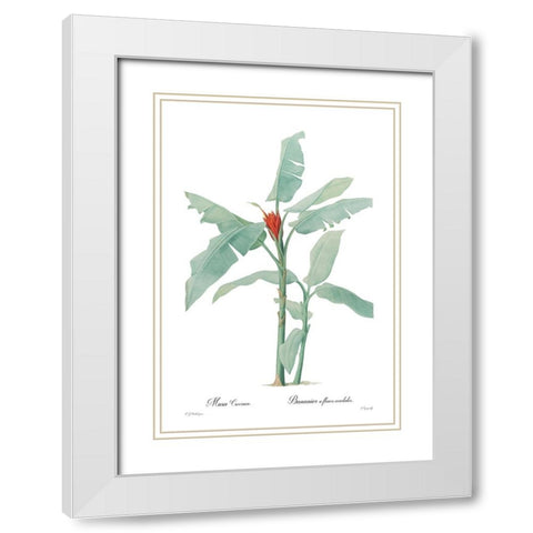 Musa coccinea White Modern Wood Framed Art Print with Double Matting by CAG
