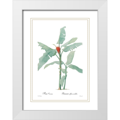 Musa coccinea White Modern Wood Framed Art Print with Double Matting by CAG