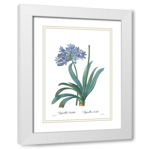 Agapanthus umbellatus White Modern Wood Framed Art Print with Double Matting by CAG