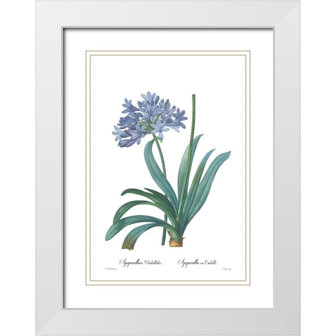 Agapanthus umbellatus White Modern Wood Framed Art Print with Double Matting by CAG