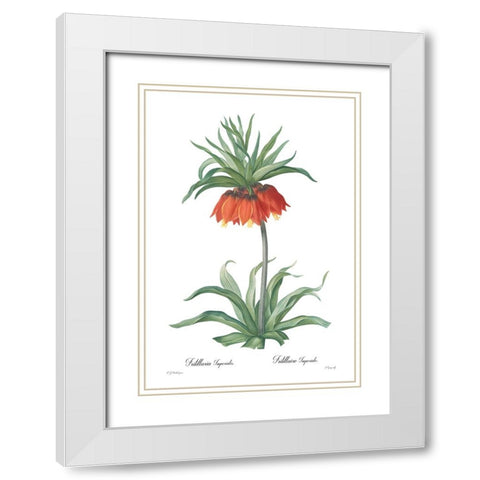Fritillaria imperialis White Modern Wood Framed Art Print with Double Matting by CAG