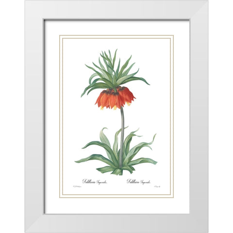 Fritillaria imperialis White Modern Wood Framed Art Print with Double Matting by CAG