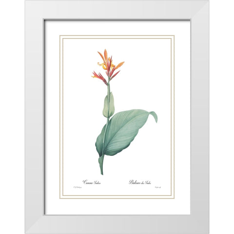 Canna indica White Modern Wood Framed Art Print with Double Matting by CAG