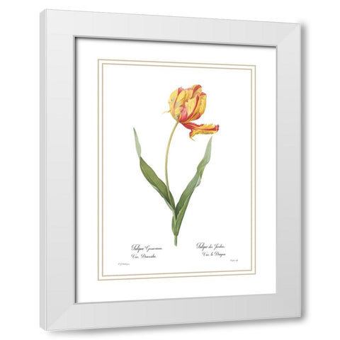 Tulipa gesneriana White Modern Wood Framed Art Print with Double Matting by CAG