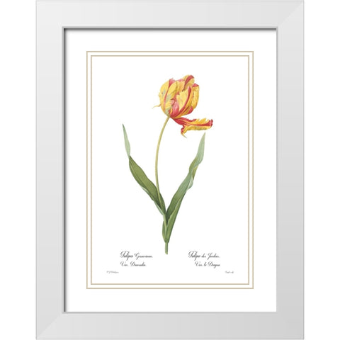 Tulipa gesneriana White Modern Wood Framed Art Print with Double Matting by CAG